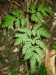 Pteris macilenta. Adaxial surface of 2‑pinnate-pinnatifid frond, with basal secondary pinnae on basal primary pinnae clearly stalked.
 Image: L.R. Perrie © Te Papa CC BY-NC 3.0 NZ